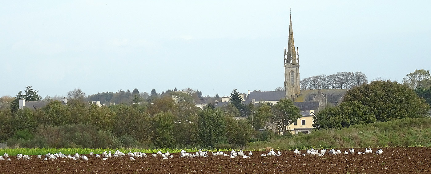 Vue de champ avec goelands