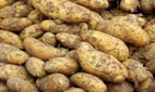pommes de terre 50×30