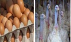 volaille oeufs 50×30