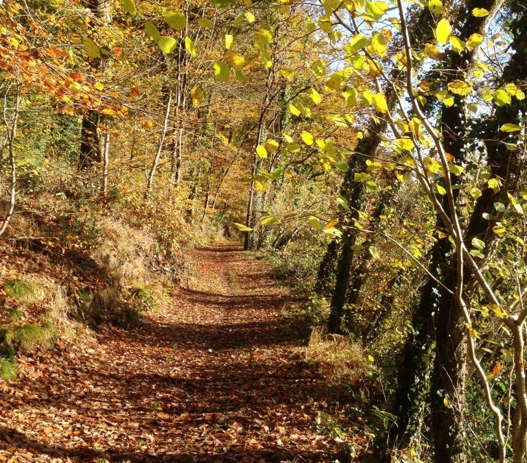 CP sous bois automne IMG_0087