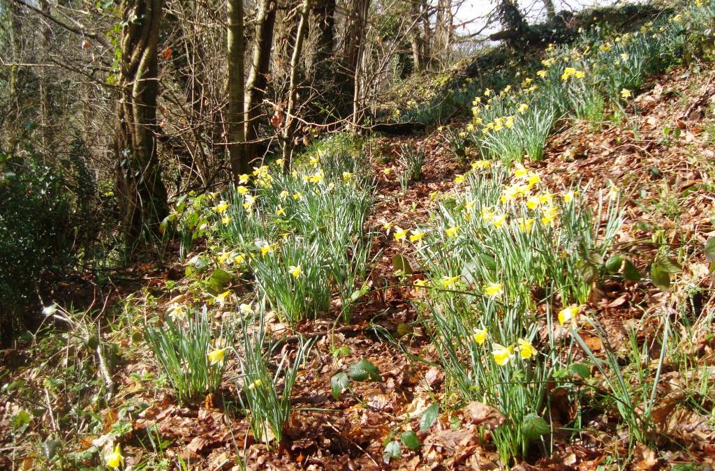 cp jonquilles DSC03778
