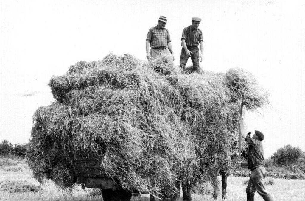 la moisson kérougay 1960