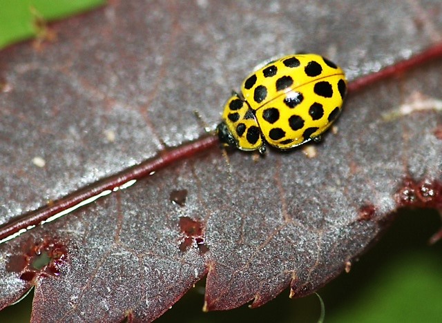 coccinelle psyllobora vigintiduopunctat